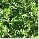Armoise (Artemisia vulgaris)