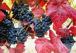 Vigne rouge remèdes naturels cellulite