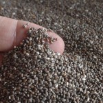 Pourquoi utiliser et que faire avec les graines de chia ?  