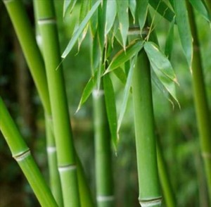 Bambou Tabashir