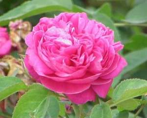 Rose de Damas