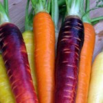 Belles carottes