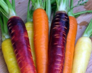 Belles carottes