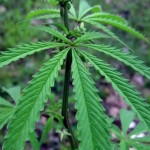 Huile essentielle de Chanvre (Cannabis sativa)