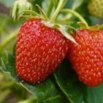 Allergie aux fraises et urticaire !