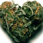 Cannabis thérapeutique et Santé du coeur