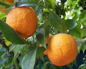 Huile essentielle d'Orange douce