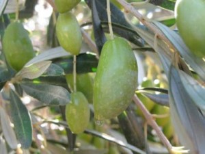 Olives de Lucques