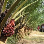 Huile de palme : scandale écologique et alimentaire ?