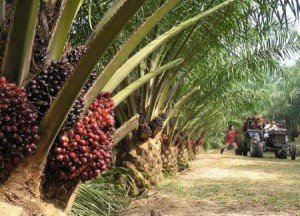 Huile de palme et palmiers à huile