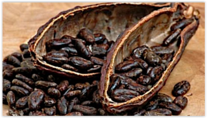Cacao et nutrition